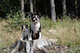 BOSTON TERRIER 148